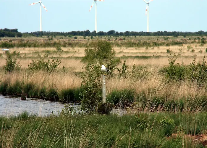 公寓 Frieslands 博克霍恩